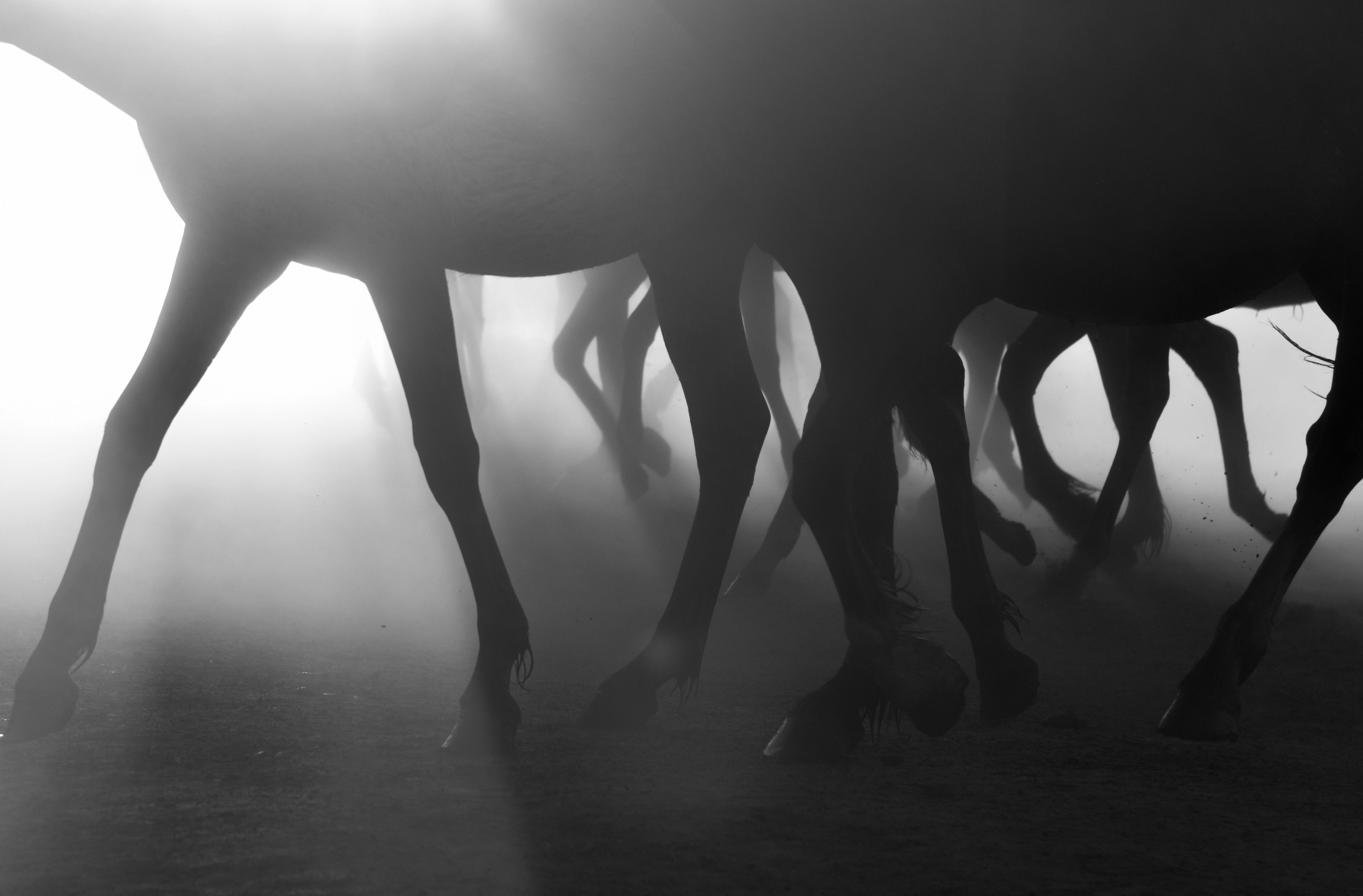 Black and White Photo of Horses Walking on a Dusty Field at Sunset ...