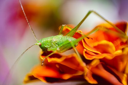 Foto profissional grátis de bokeh, detailed, fauna