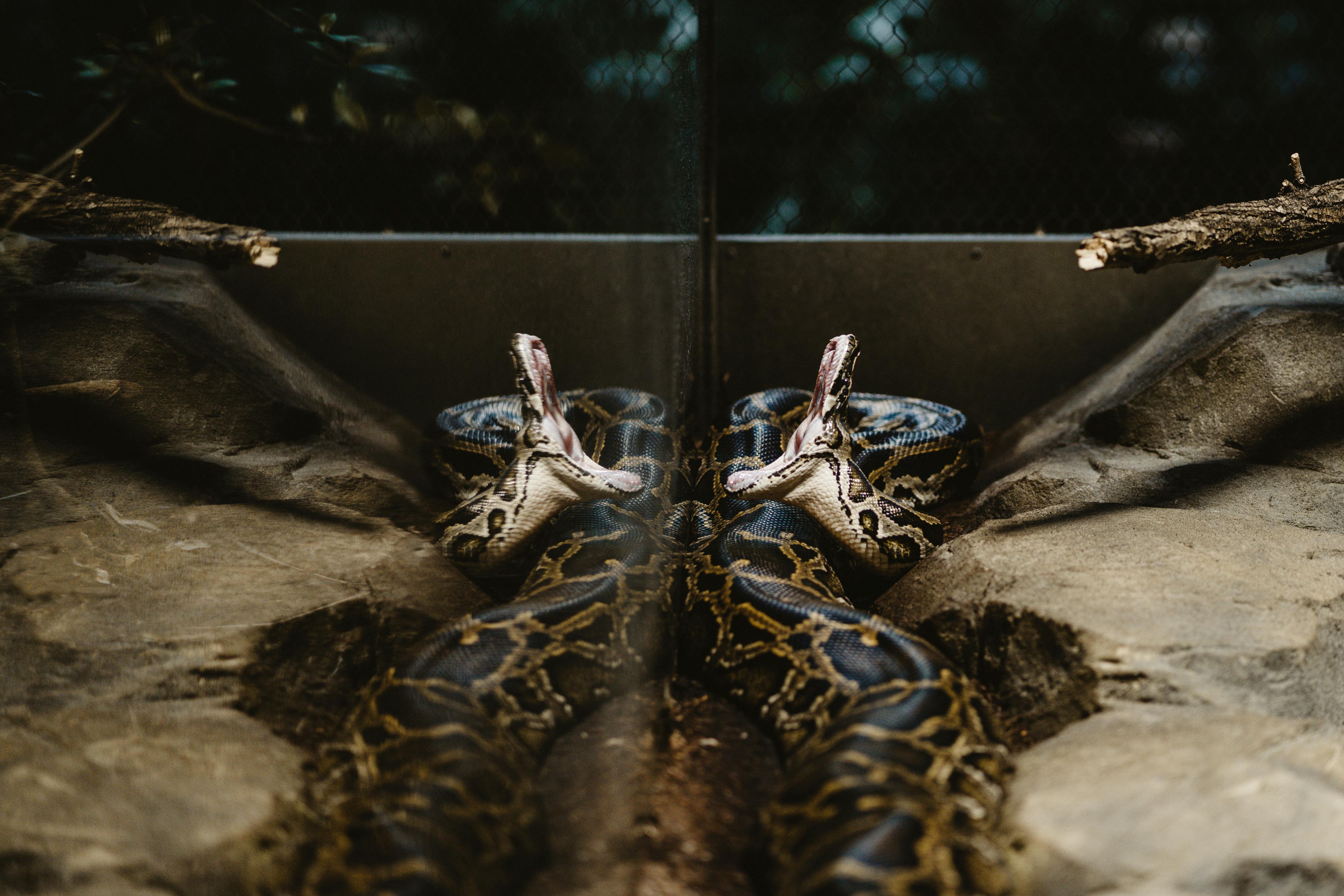 A boa constrictor reflects on a glass in its enclosure at Berlin Zoo, Germany.