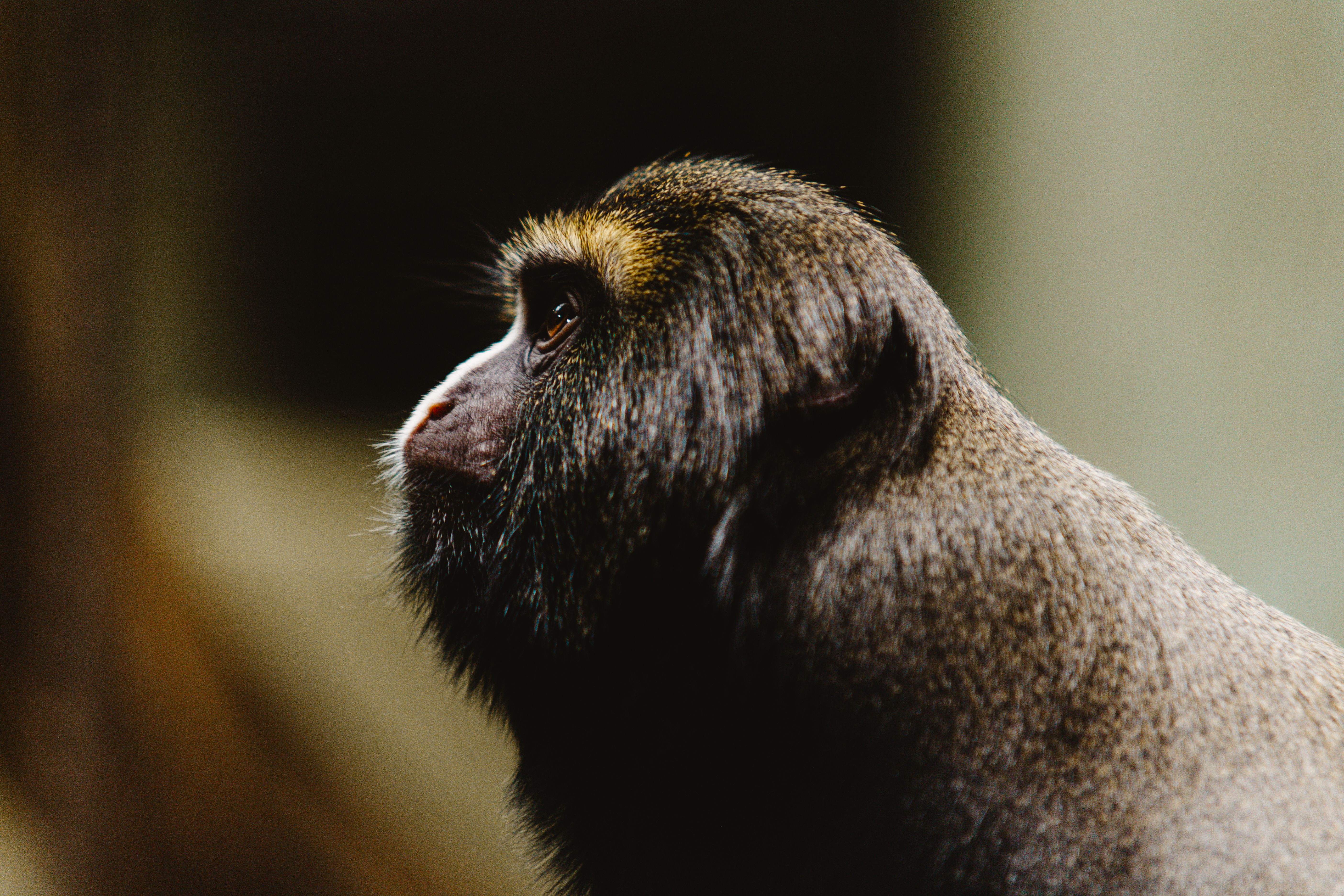 Selective Focus Photo of Monkey · Free Stock Photo