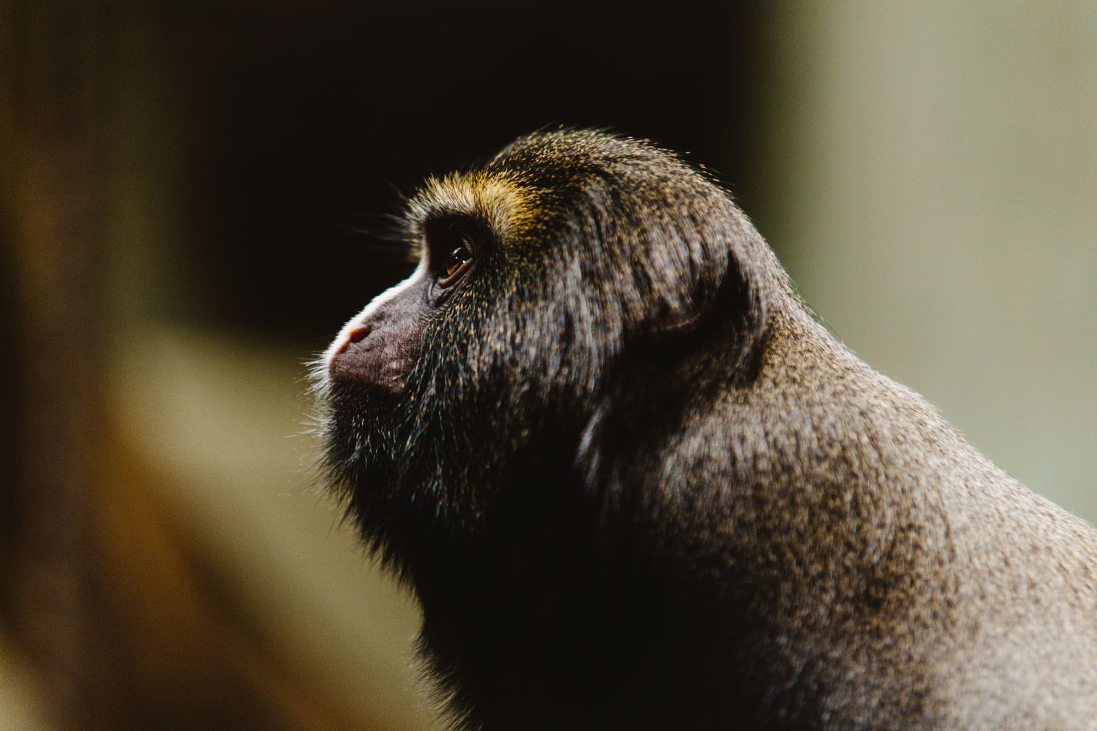 Selective Focus Photo of Monkey · Free Stock Photo