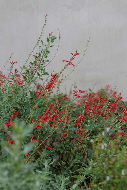 Základová fotografie zdarma na téma betonová stěna, červené kytky, keřík