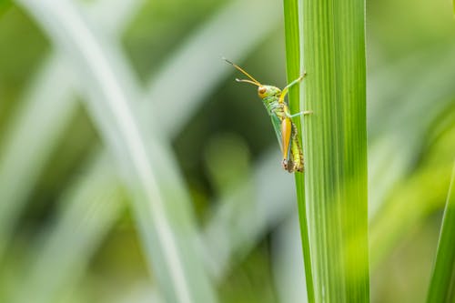 Free Selective Focus Photo of Grasshopper on Leaf Stock Photo