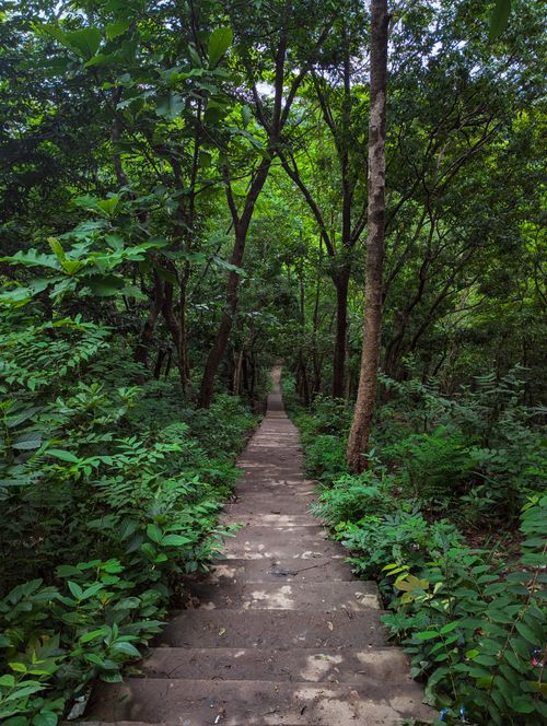 Free Explore a peaceful pathway through a lush green forest, offering a tranquil escape into nature. Stock Photo