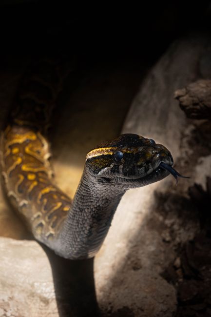 A simple way to start web scraping with python