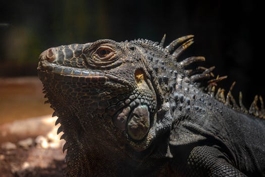 Detailed close-up of a green iguana showcasing its textured skin and spines.