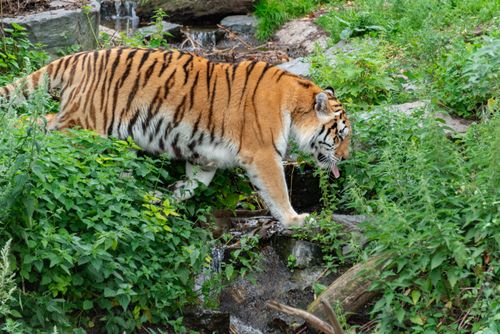 Free A Siberian tiger gracefully walking near a stream in its lush, natural habitat, representing wilderness. Stock Photo