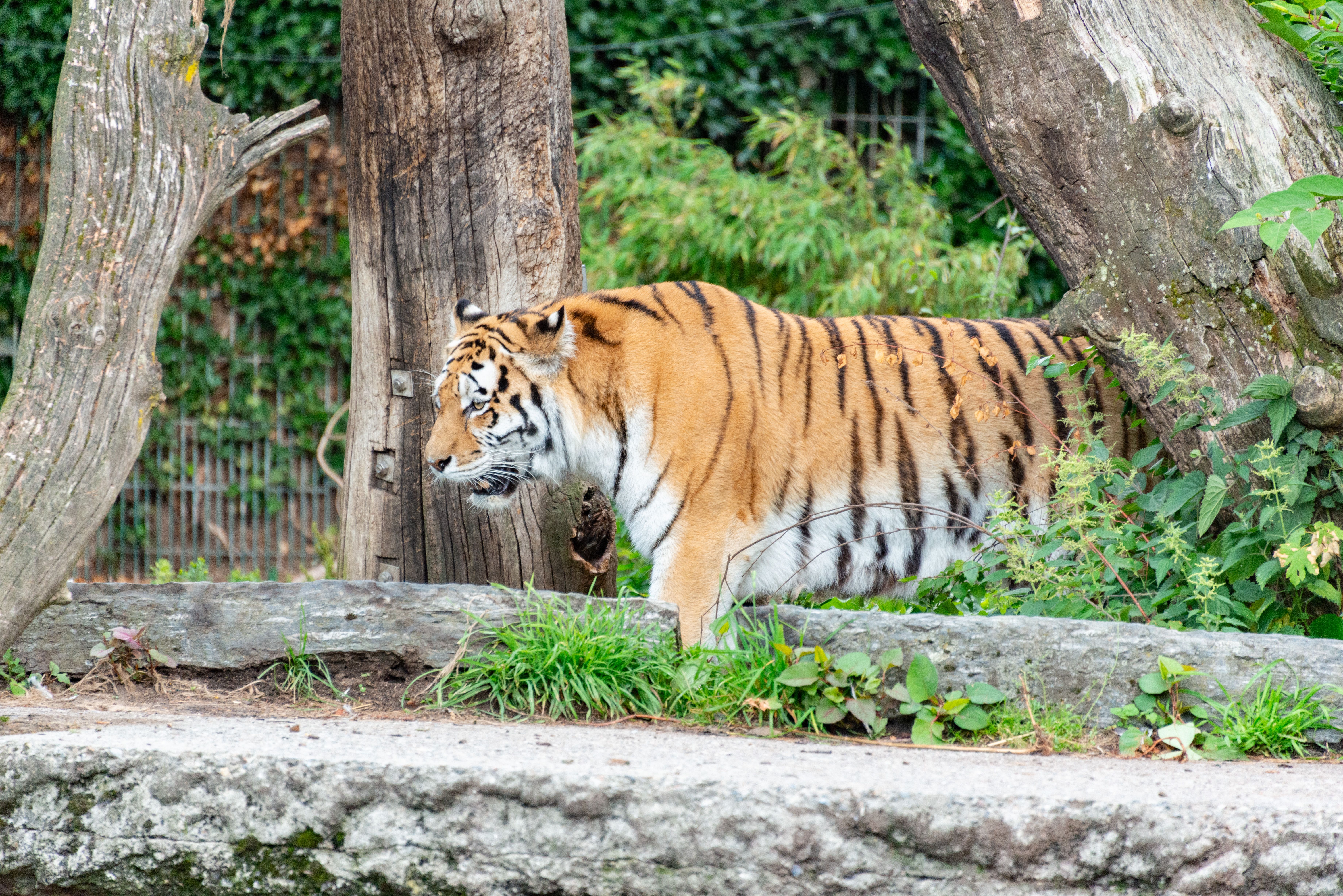 Man eaten alive after entering Amur tiger enclosure at England’s Yorkshire Wildlife Park identified; poli news update image