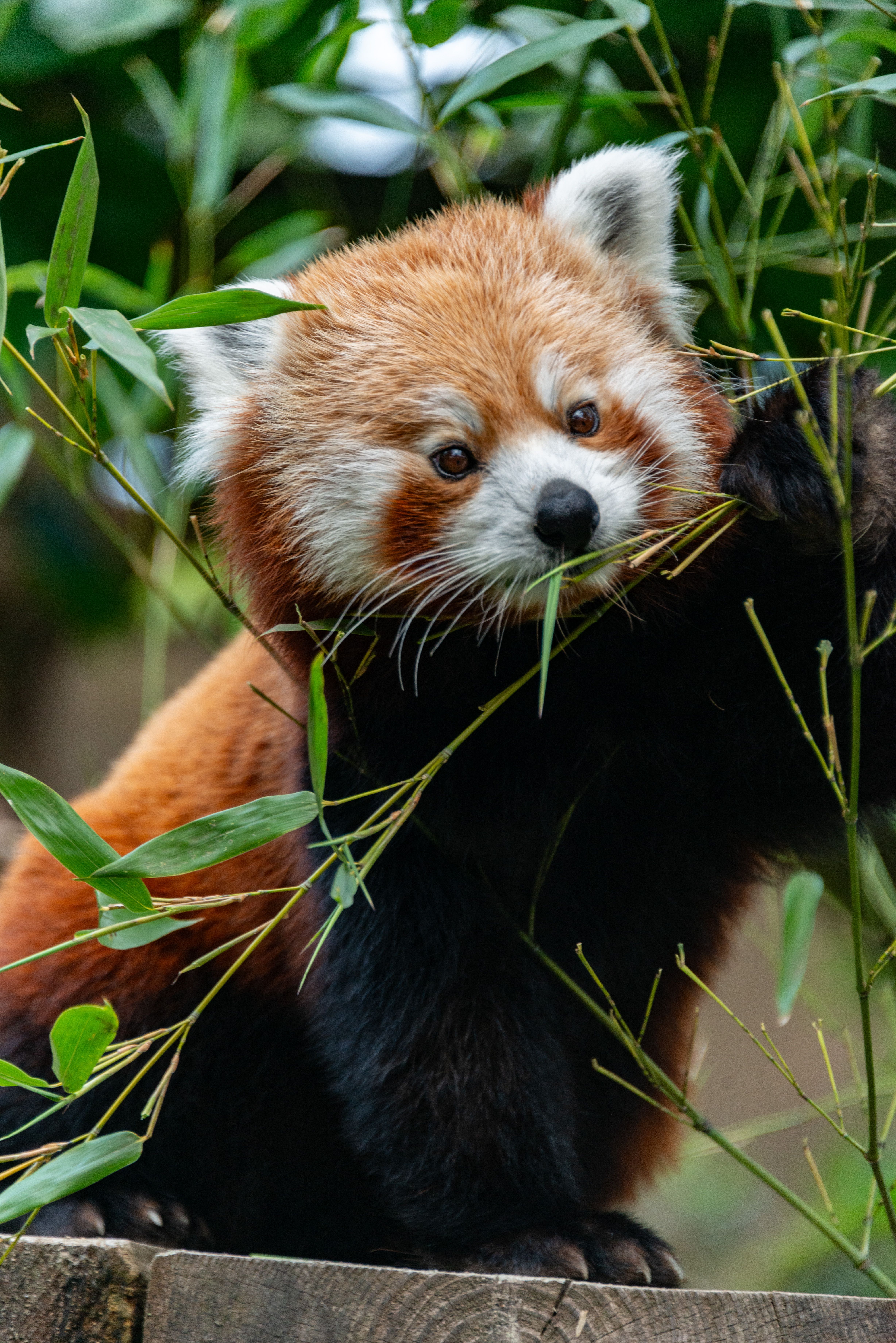 Red Panda in Nature · Free Stock Photo