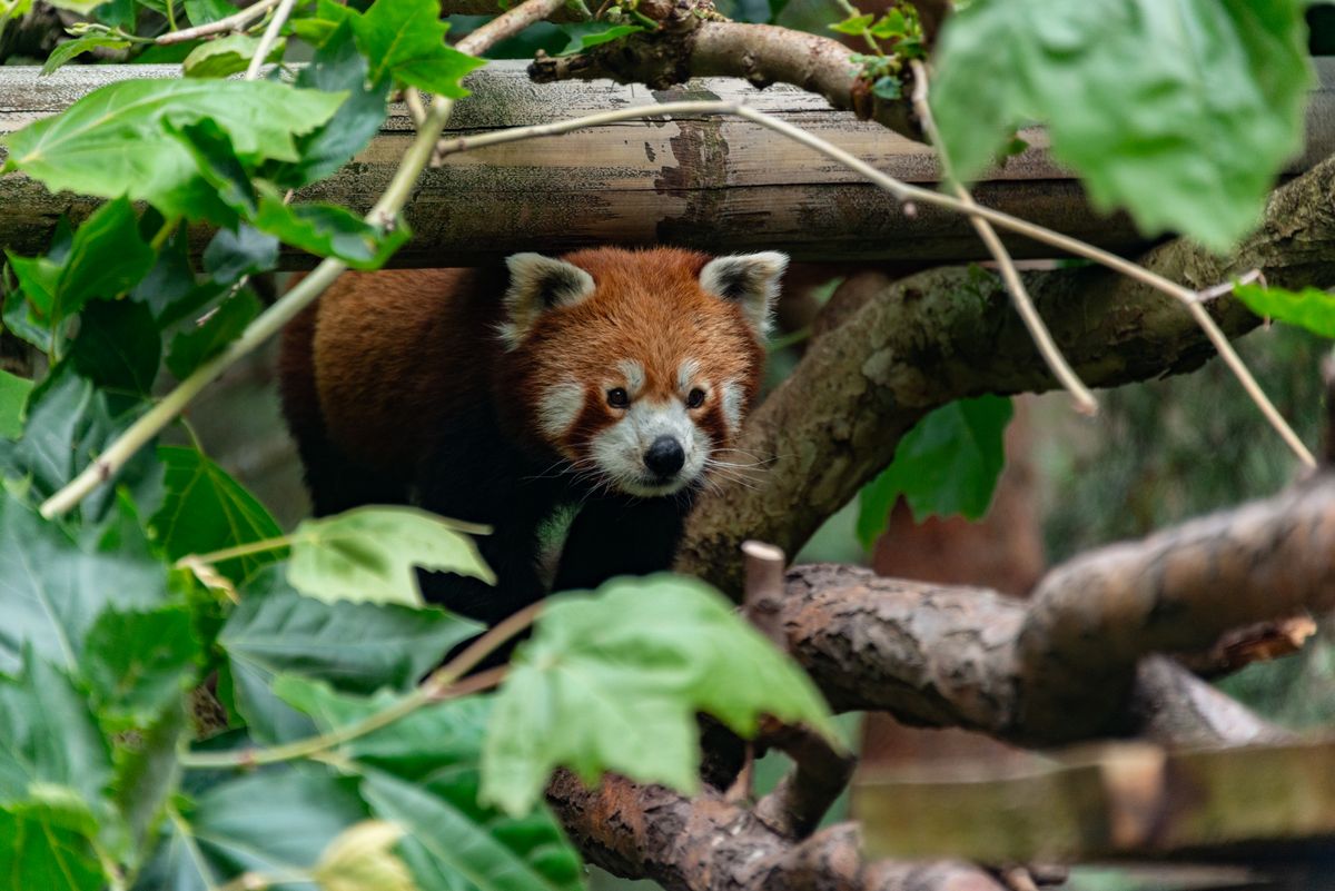 Red Fox on a Log · Free Stock Photo
