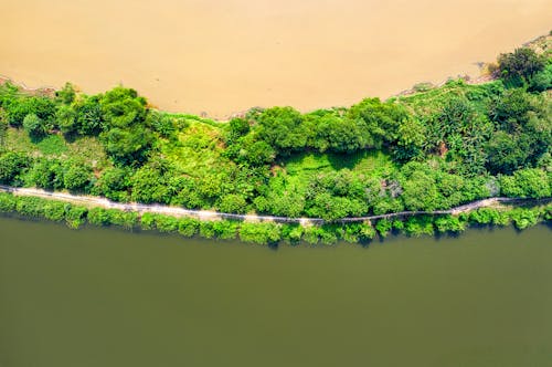 Widok Z Góry Zdjęcie Zielonych Drzew W Pobliżu Zbiornika Wodnego