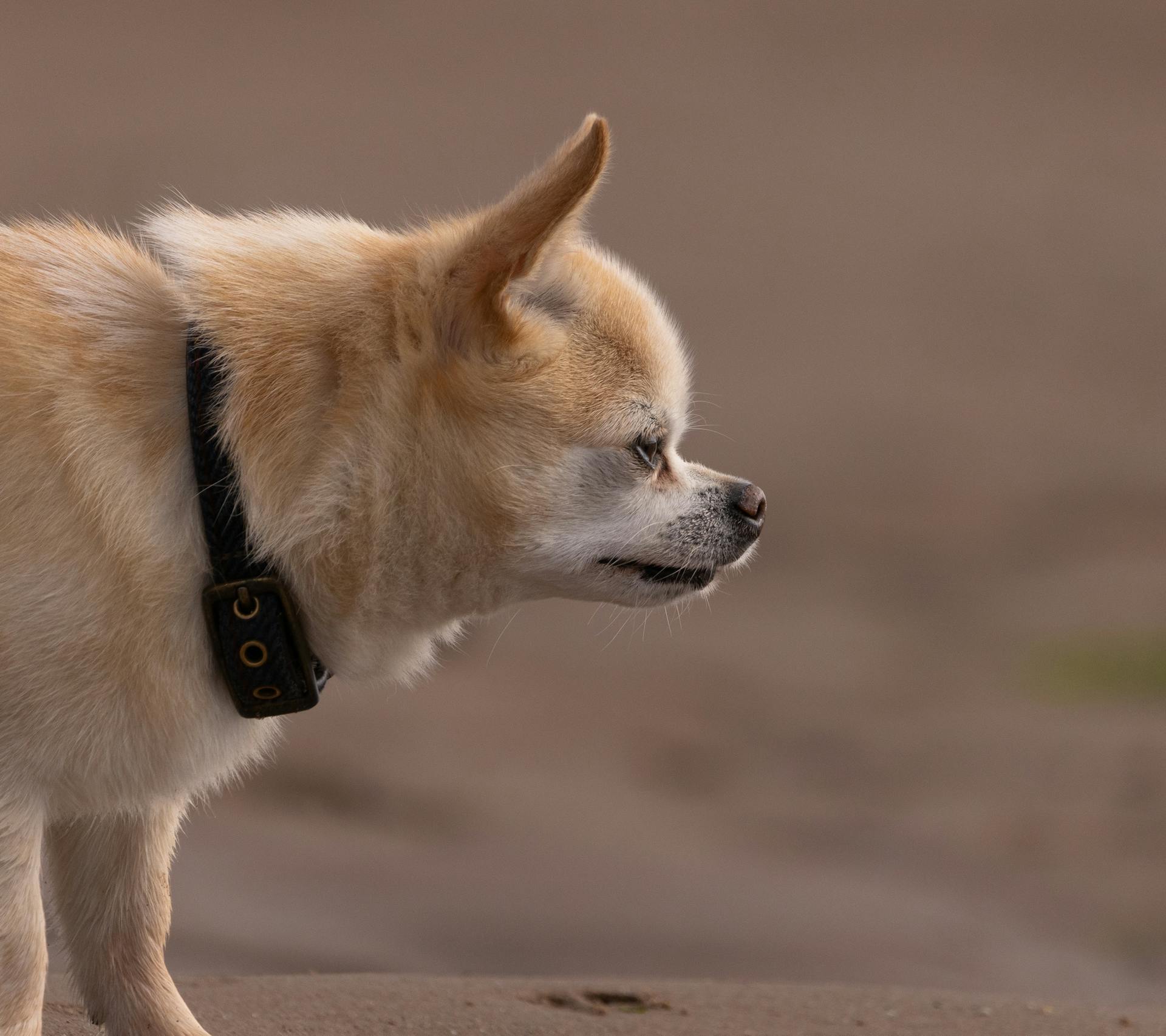 Chihuahua Dog in Side View