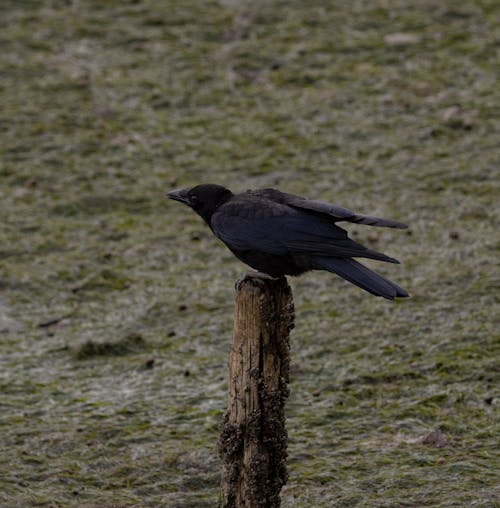 Základová fotografie zdarma na téma divočina, divoký, havran