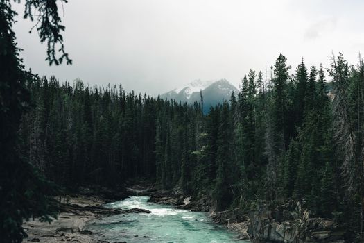 A serene river flows through a conifer forest against a misty mountain backdrop in Field, BC, Canada.