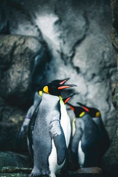 penguin photo