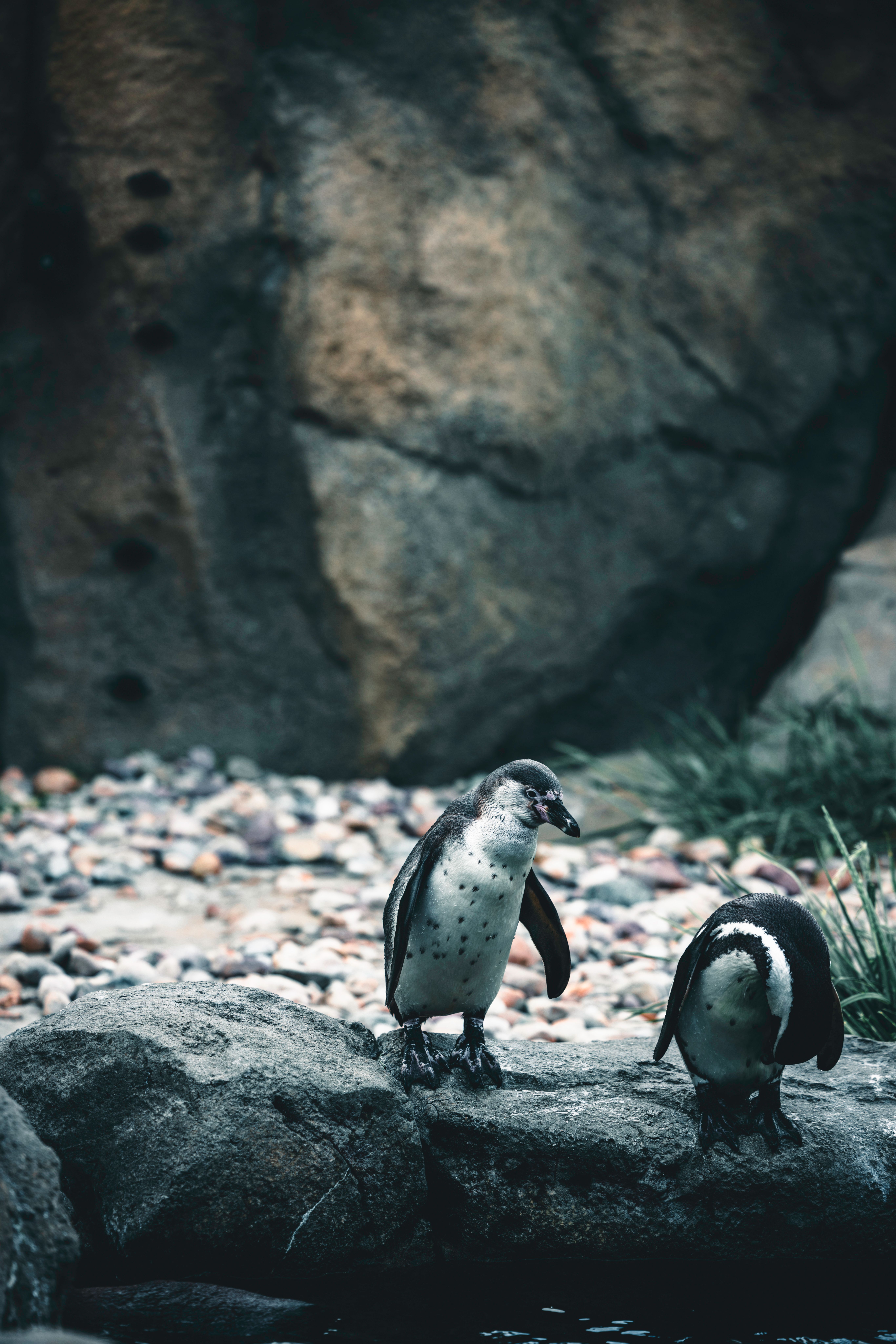 African Penguins on Rock · Free Stock Photo