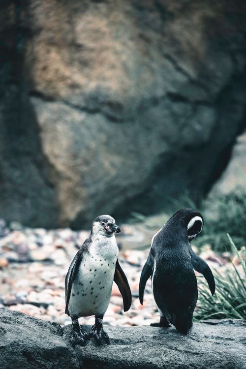 Free Close-up of two African penguins on rocks, Calgary Zoo, showcasing wildlife in natural settings. Stock Photo