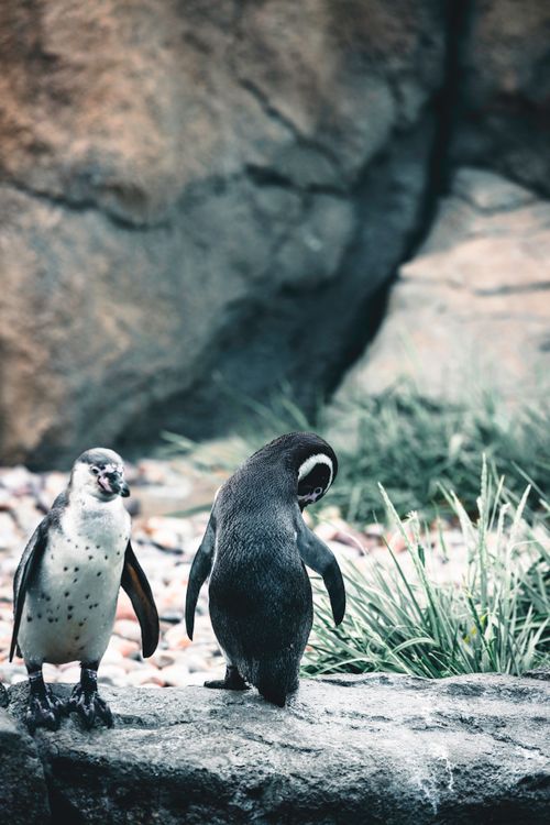 Free Two African penguins stand on rocky ground, surrounded by natural habitat in Calgary. Stock Photo