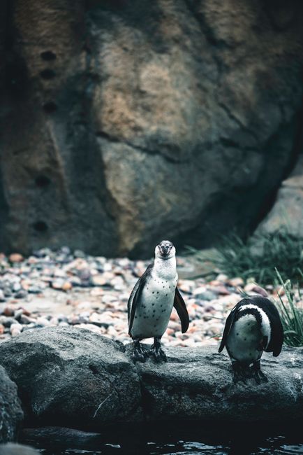 Fotomural Un par de pingüinos africanos en rocas en el Zoológico de Calgary, mostrando la fauna salvaje en un entorno natural.