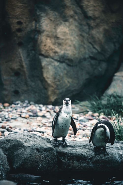 Free A pair of African penguins on rocks at Calgary Zoo, showcasing wildlife in a natural setting. Stock Photo
