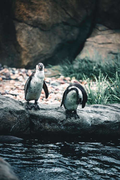 Free Two penguins by a rocky shore, captured in a natural setting. Stock Photo