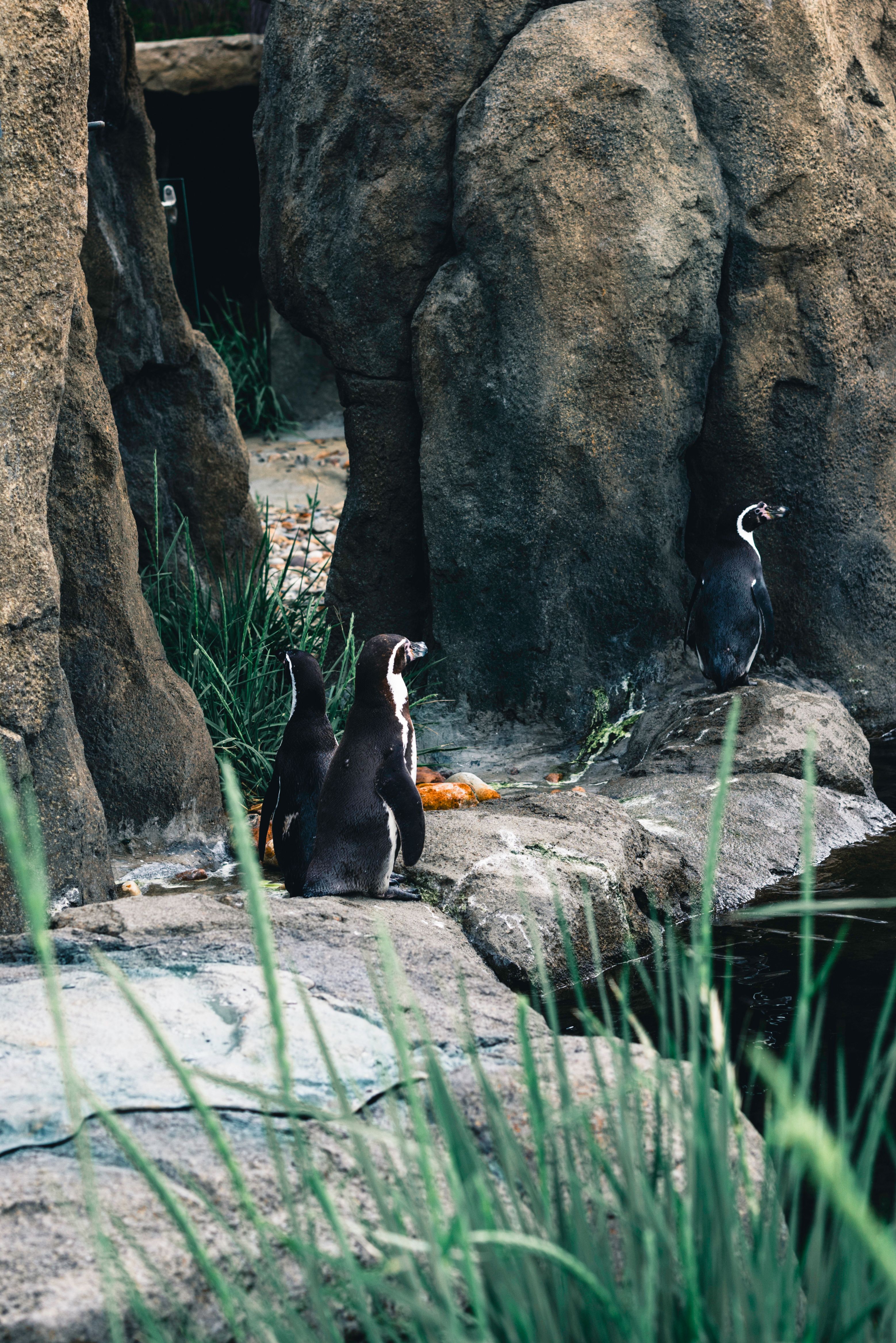 15 Cute Penguin Images to Color for Kids (Free PDF)