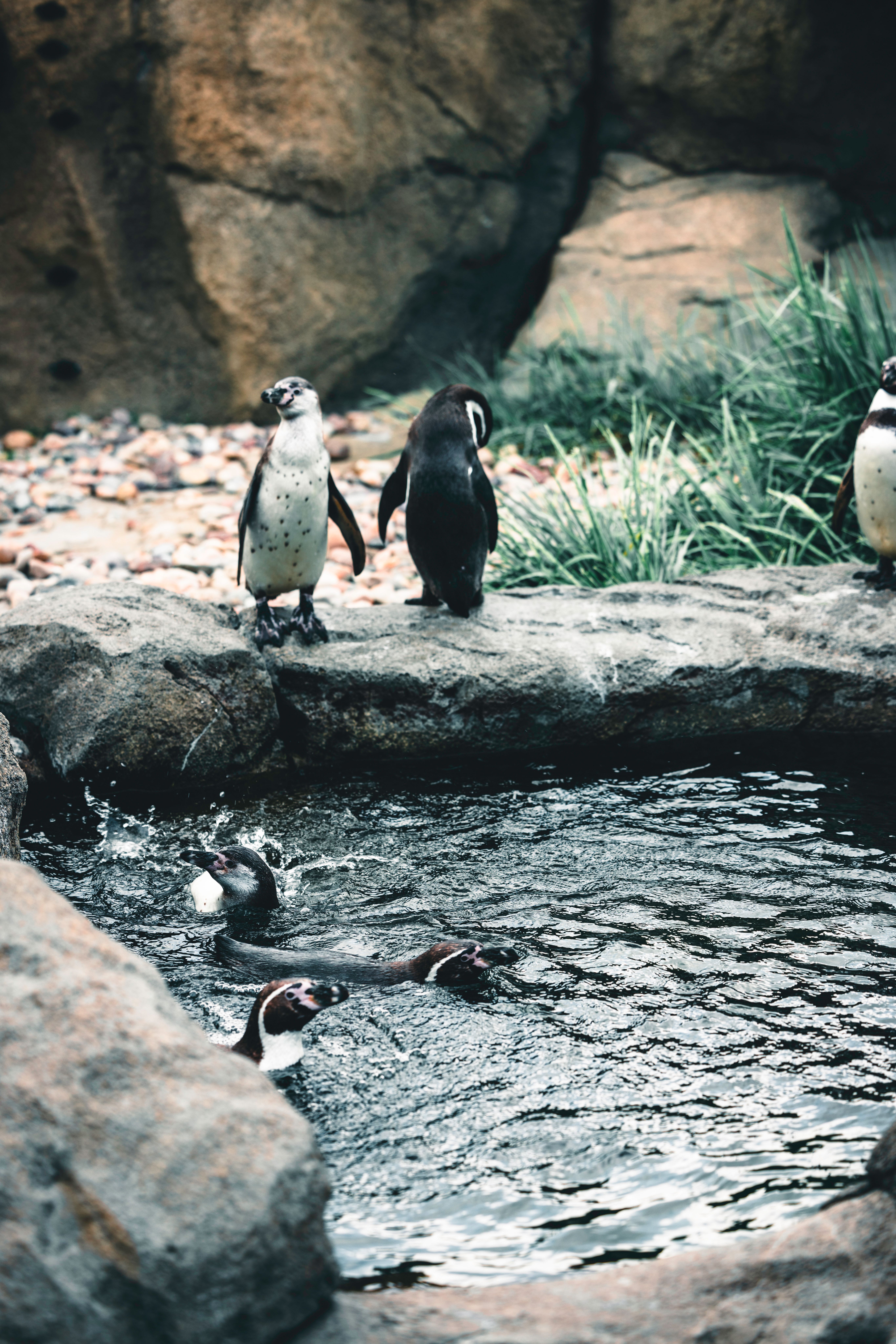Fotomural Pingüinos africanos nadando y descansando junto a un charco de rocas, mostrando la vida silvestre en un entorno natural.
