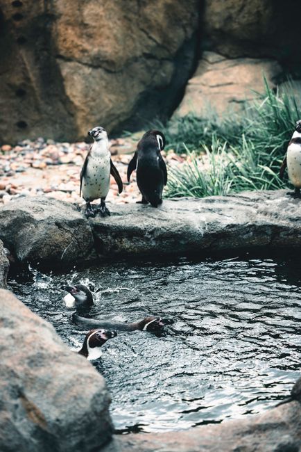 Fotomural Pingüinos africanos nadando y descansando junto a un charco de rocas, mostrando la vida silvestre en un entorno natural.