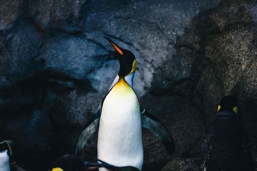 penguin photo