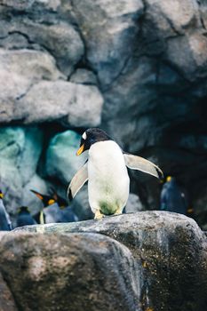 penguin photo