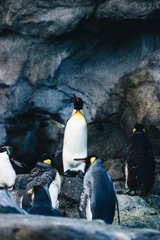 penguin photo