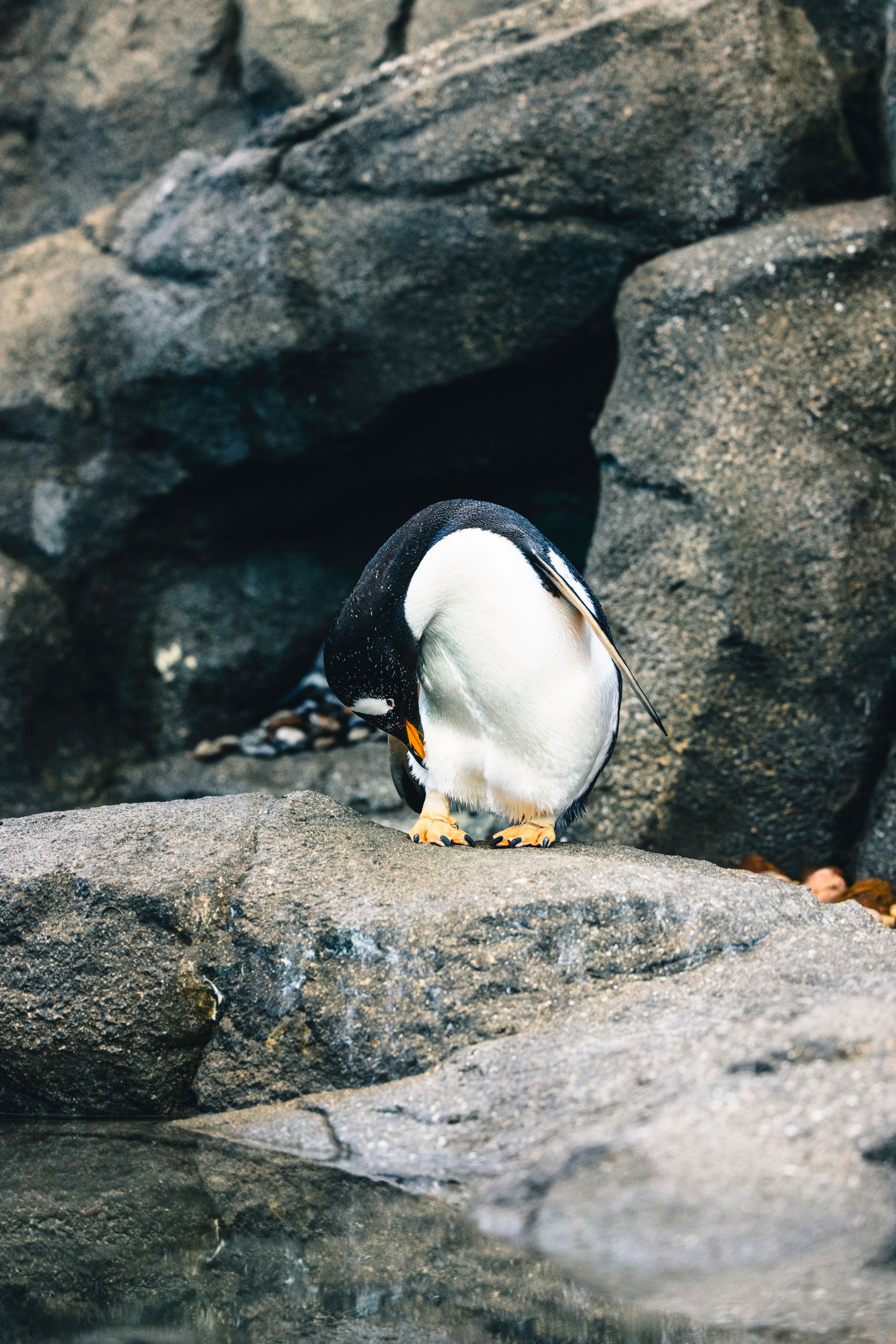 Calgary Zoo was an amazing experience · Free Stock Photo