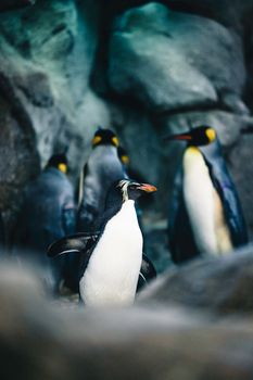 penguin photo