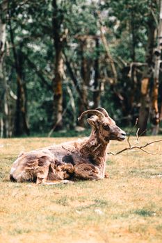 A bighorn sheep relaxing in a lush green forest setting near Calgary, offering a serene wildlife scene.