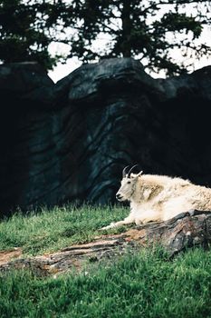 A serene mountain goat relaxing on a rock in a verdant park in Calgary, Canada.
