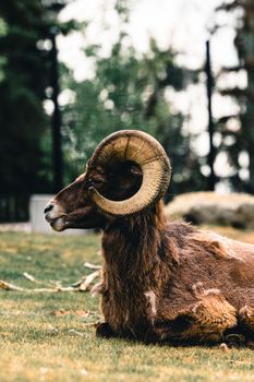 A majestic ram resting in a serene outdoor environment, showcasing its impressive horns.