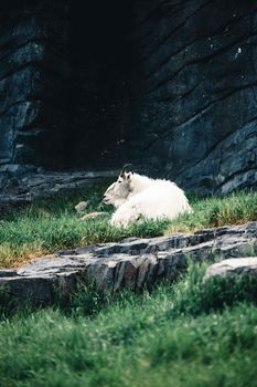 A serene mountain goat rests in lush green grass and rocky surroundings, showcasing nature's tranquility.