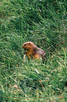Squirrel in vibrant green grass, Calgary, AB, showcasing wildlife in natural habitat.
