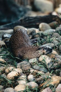 A river otter lying on rocks surrounded by grass, showcasing wildlife in Calgary, Canada.