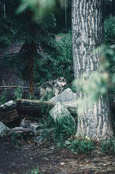 A lone wolf stands cautiously in the dense forest near Calgary, Canada.