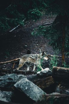 A lone wolf captured in the lush forests near Calgary, Alberta, showcasing natural wildlife beauty.