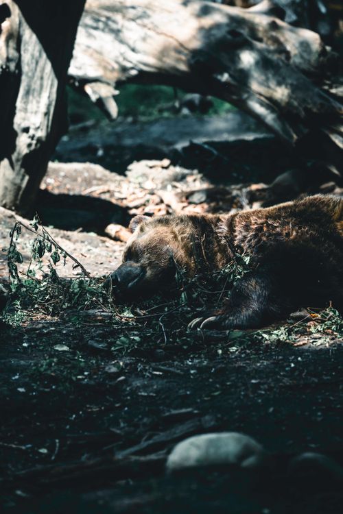 Free A brown bear sleeping peacefully in its natural habitat in Calgary, Canada. Stock Photo