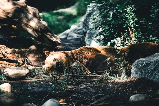 A grizzly bear resting in the wilderness of Calgary, Canada, surrounded by nature.