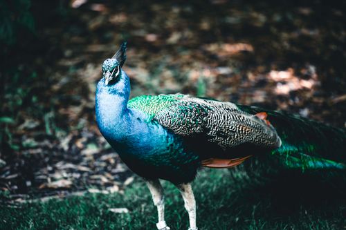 Free A striking peacock displaying vibrant plumage in a lush forest setting. Stock Photo