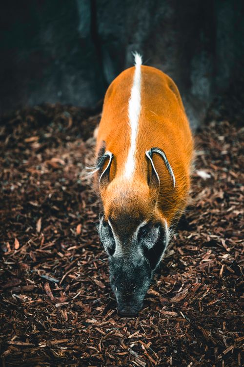 Free Close-up of a Red River Hog exploring its natural habitat, showcasing vibrant colors. Stock Photo