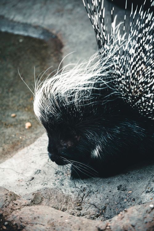 Free Detailed photo of a porcupine resting on rocks in Calgary, AB, Canada. Captured outdoors. Stock Photo