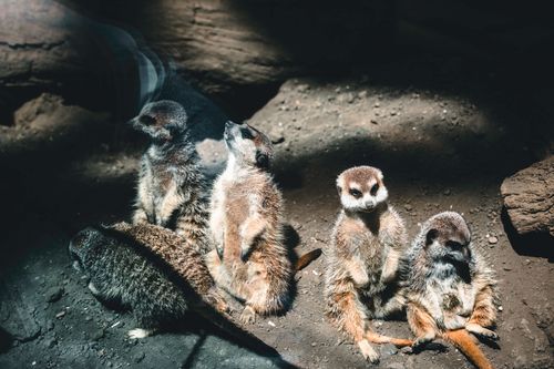 Free High angle view of meerkats basking in the sunlight on rocky ground. Stock Photo