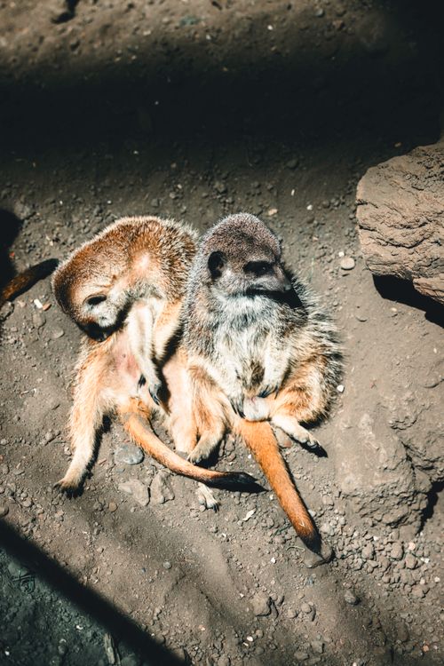 Free Two meerkats sitting on sandy ground, enjoying the sun at Calgary Zoo, Alberta, Canada. Stock Photo