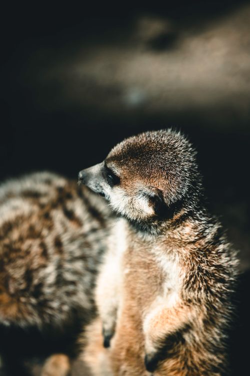 Free A meerkat standing attentively in a sunlit outdoor setting, showcasing its natural habitat. Stock Photo