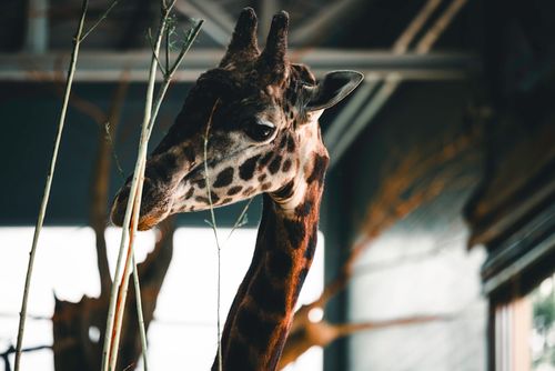 Free A giraffe peering through branches in an indoor zoo setting, Calgary, Canada. Stock Photo